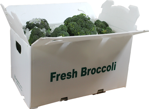 Fresh broccoli