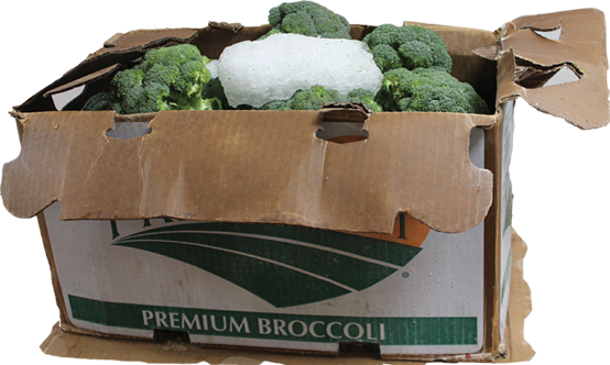 Premium broccoli